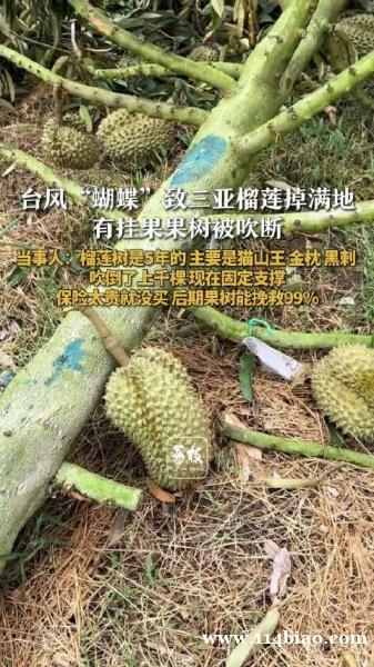 台风后三亚榴莲掉满地当事人：嫌保险太贵就没买