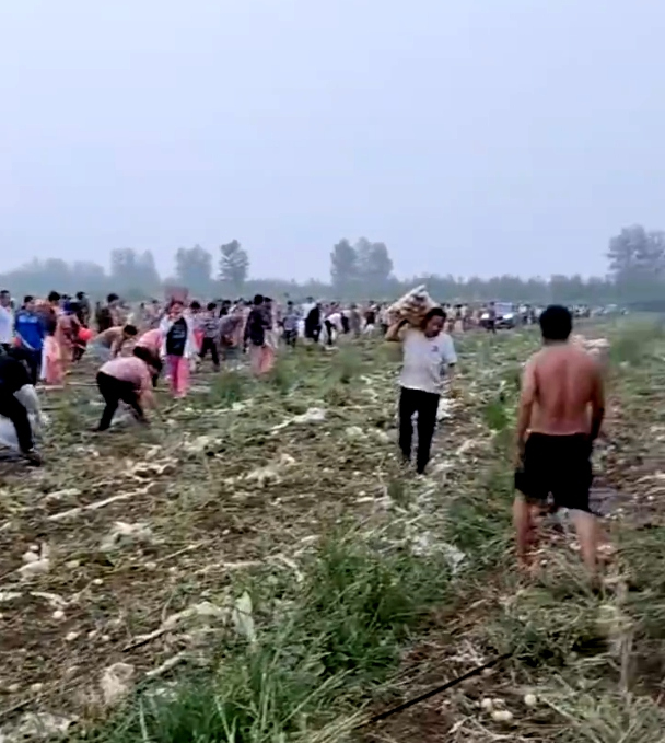 安徽宿州市埇桥区一种植户种植的土豆遭村民哄抢。网传视频截图