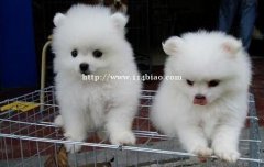 文山西畴狗场常年卖纯种博美犬