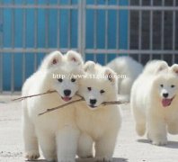 云南文山狗场萨摩耶包纯种健康