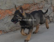 临沧耿马狗场昆明犬幼犬常年出售