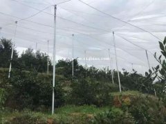 结实果树防虫网韧性好加厚40目防虫网脐橙柑橘杨梅必用