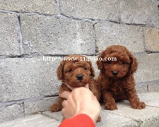 玉溪元江狗场常年卖泰迪犬幼犬