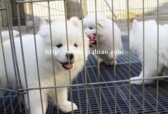 红河州元阳卖萨摩耶狗场常年卖纯种萨摩耶