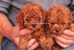 玉溪华宁狗场常年繁殖出售纯种泰迪犬