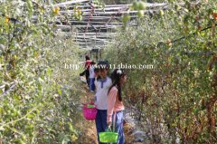 深圳龙华周边值得一去的农家乐九龙生态园