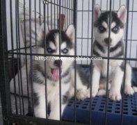 曲靖陆良狗场纯种哈士奇幼犬常年出售