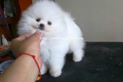 博美犬玉溪狗场纯种博美犬常年出售