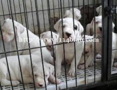 杜高犬富宁狗场杜高犬包修耳朵