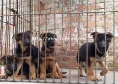 德国牧羊犬丘北狗场常年卖纯种德牧