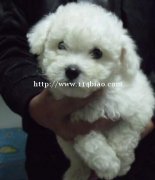 比熊犬迪庆维西狗场常年卖纯种比熊犬