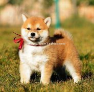 通海卖柴犬通海犬舍长期出售纯种柴犬