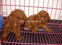 澄江卖泰迪澄江犬舍长期出售纯种泰迪