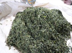 天下一品茗-邦东昔归茶-邦东古树茶批发