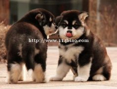 阿拉斯加出售迪庆狗场阿拉斯加幼犬常年出售