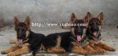 德牧德国牧羊犬出售狗场纯种德牧常年出售