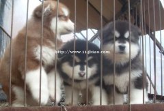 阿拉斯加出售昭通彝良狗场阿拉斯加幼犬常年出售