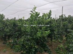 供应定做大块防虫网果树40目加厚无脱丝结实防虫网