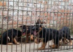 德牧德国牧羊犬文山狗场常年卖纯种德牧