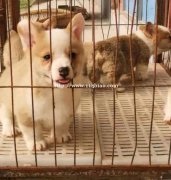 柯基犬出售纯种柯基犬大关狗场常年卖柯基犬