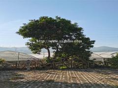 深圳福永周边农家乐户外野炊可以做团建活动的好地方