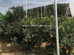 厂家直发益阳果树用的防虫网加厚防叶蛾纱网全新料蚊帐