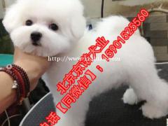纯种法系比熊 白色比熊 棉花糖比熊犬 保健康全国直销