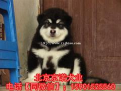 纯种阿拉斯加 赛级阿拉斯加多少钱一只 保健康保纯种