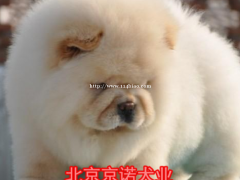 纯种松狮  赛级松狮多少钱一只 保健康 京诺犬业