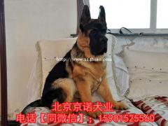 纯种德牧 北京德牧多少钱一只 保健康 出售签协议