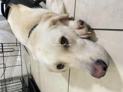 房东不让养，然后自己也要出远门了，狗狗该