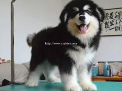 纯种阿拉斯加 赛级阿拉斯加 保健康 疫苗已打