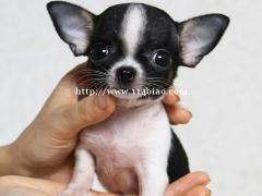 纯种吉娃娃 赛级吉娃娃 保健康 家福犬业直销