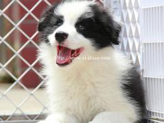 纯种边牧  赛级边牧价格 保健康 京诺犬业