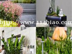 小绿植大排场 深圳灏品生态掀起办公室绿植租摆租赁潮流