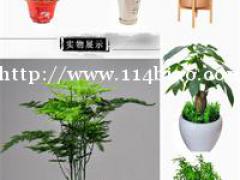 流行的绿植文艺，让灏品生态带你体验“颜值”巅峰