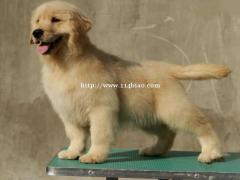 纯种金毛 北京金毛多少钱一只 保健康 家福犬业