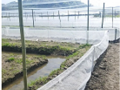 蚌埠养殖青蛙围网60目加厚加密防逃网食台网全新料材质结实