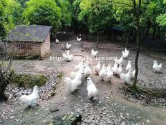林芝米林生态土鸡养殖基地,出售大量乌鸡