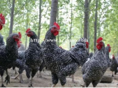 林芝波密土鸡养殖基地,出售大量芦花鸡