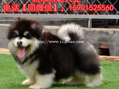 纯种阿拉斯加  北京三个月的阿拉斯加价格 京诺犬业