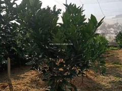 抗氧化果树防虫网耐磨加厚莲雾网拼接牢固不爆边
