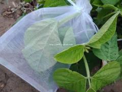 许昌豆虫纱网用60目新料加厚防虫网抗风耐暴晒