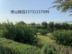 石家庄陵园清明节信息咨询