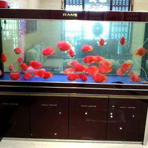 济南历下区鱼病诊断价格