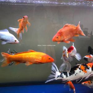 济南历下区鱼病诊断价格
