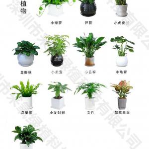 南京花卉绿植租摆