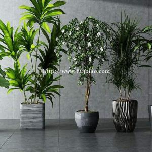 南京鲜花绿植，办公室写字楼植物租摆，室内外植物养护