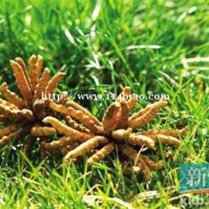回收燕窝鹿茸 高价回收冬虫夏草 北京回收海参