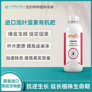 连续降雨，大姜黄叶烂根，如何管理